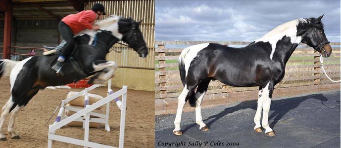 Coloured Show Jumping Stallion